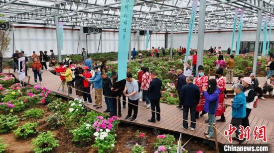 游客在洛阳市中国国花园五月坊观赏牡丹。韩嘉男 摄