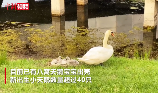 郑州北龙湖新生超40只小天鹅 天鹅家族不断壮大